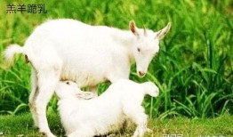 网红小羊在线吃瓜,网红小羊带你领略在线吃瓜新风尚